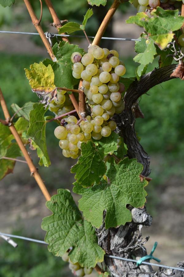 Zauber Der Pfalz Römerberg